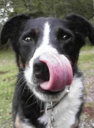 Как вылечить язык у собаки