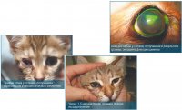 Лечение травм глаз у животных
