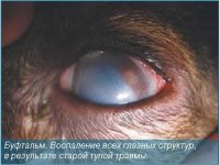 Лечение травмы глаза у коровы