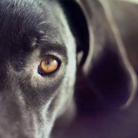 Дальнозоркость и близорукость у собак