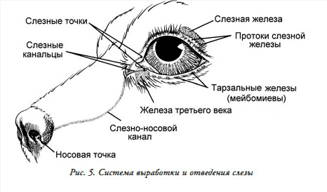 Строение сетчатки глаза животных