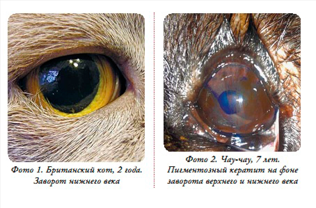Строение сетчатки глаза животных