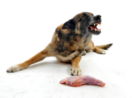 собака защищает свою пищу