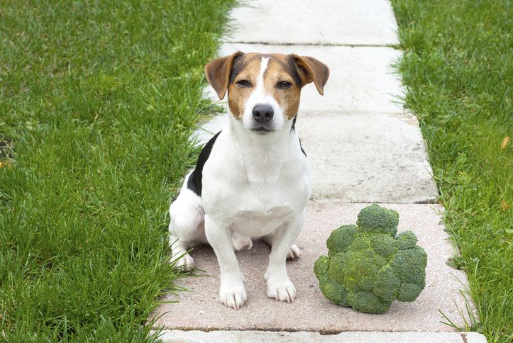 можно ли собаке пекинскую капусту