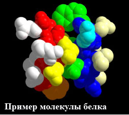 молекула белка