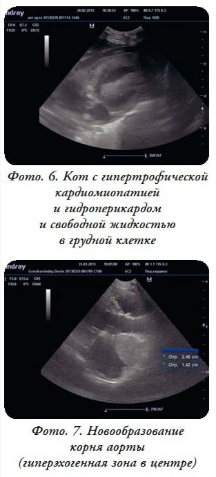 выявление на УЗИ сердца гидроперикарда и новообразования корня аорты у кота